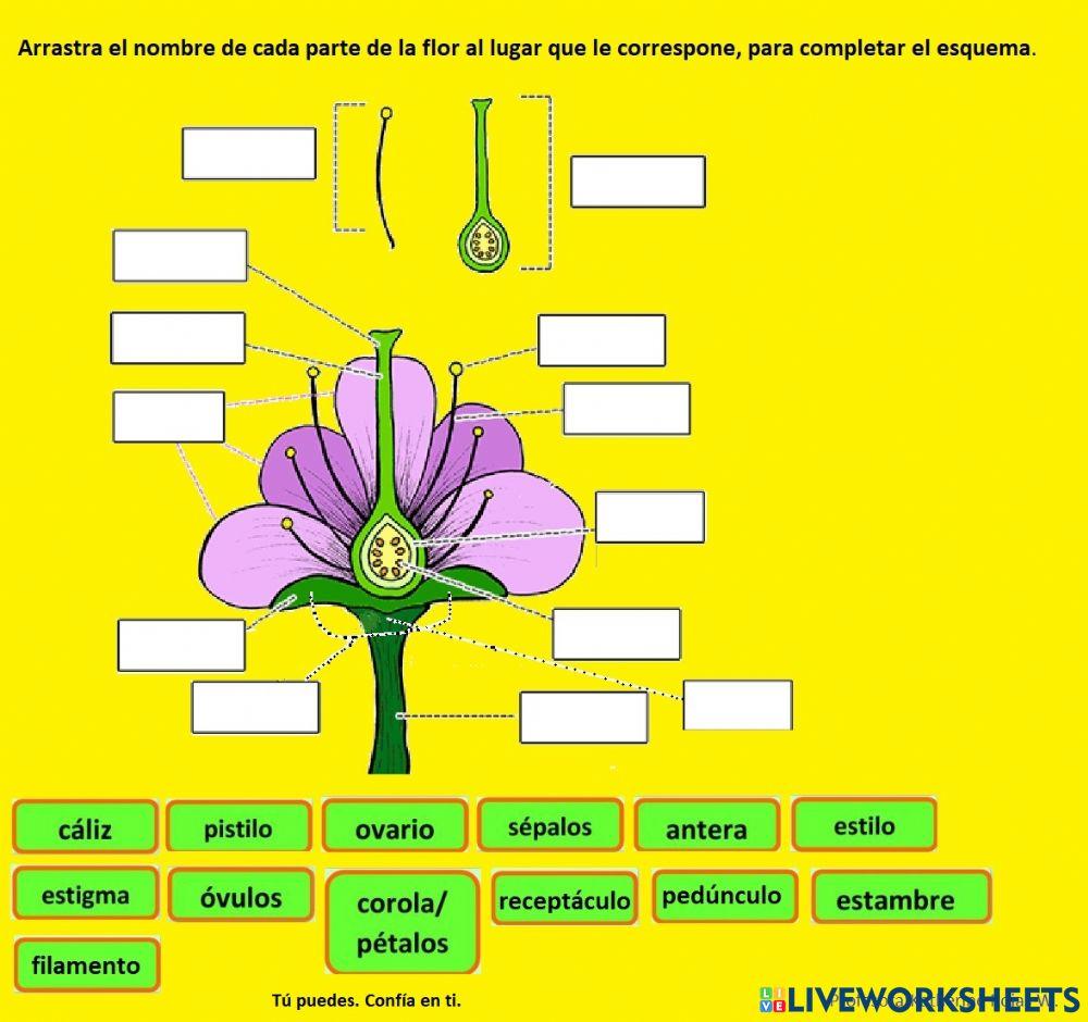 Partes de la fl… | Free Interactive Worksheets | 1643119, image size:1000x940