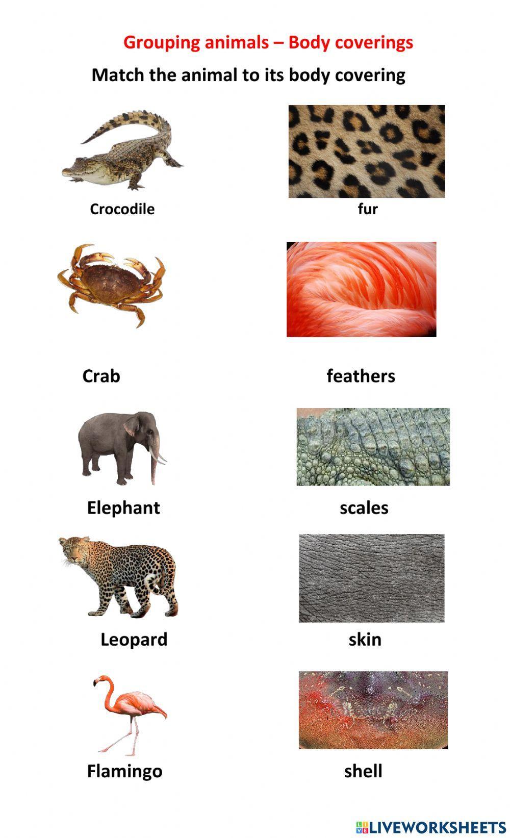 Grouping Animals - Body Coverings Grouping Animals - Body Coverings