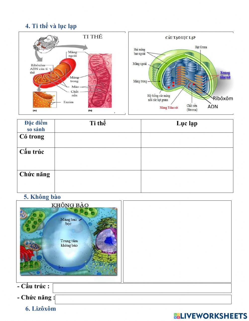 Chủ đề: Tế bào nhân thực (sinh 10)