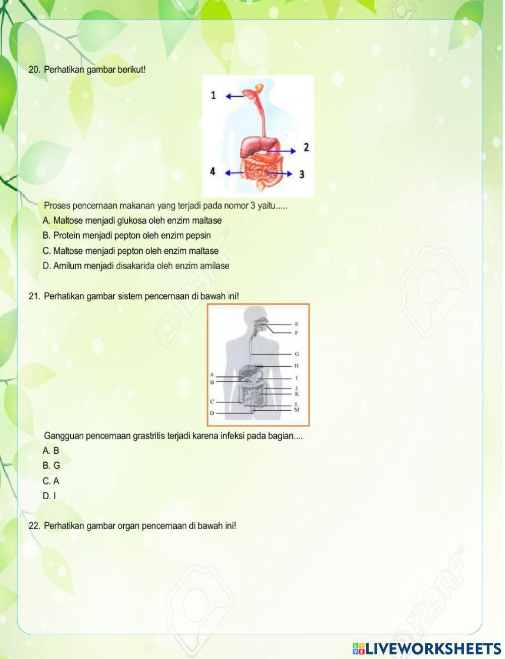 Tugas Sistem Pencernaan Makanan
