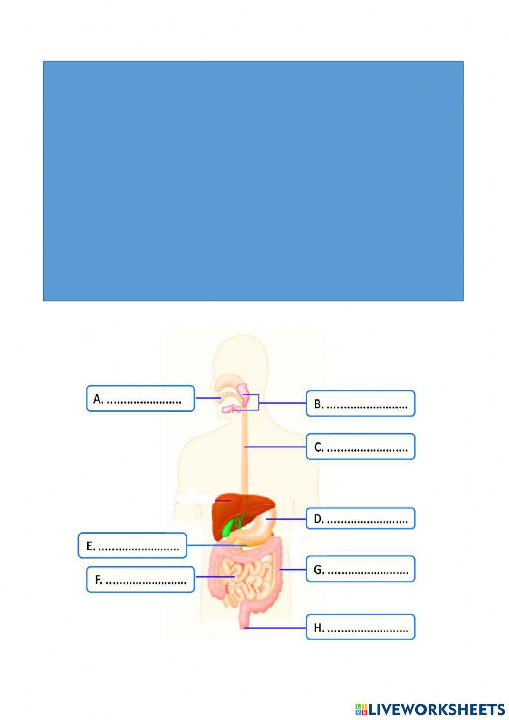 Lkpd 6 bab 4 struktur dan fungsi pencernaan makanan