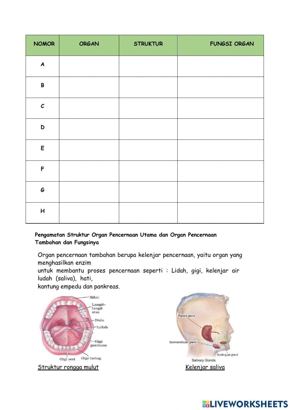 Lkpd 6 bab 4 struktur dan fungsi pencernaan makanan