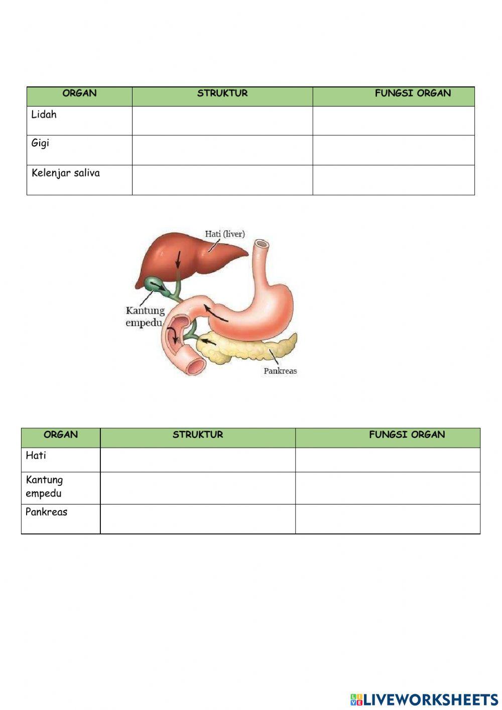 Lkpd 6 bab 4 struktur dan fungsi pencernaan makanan