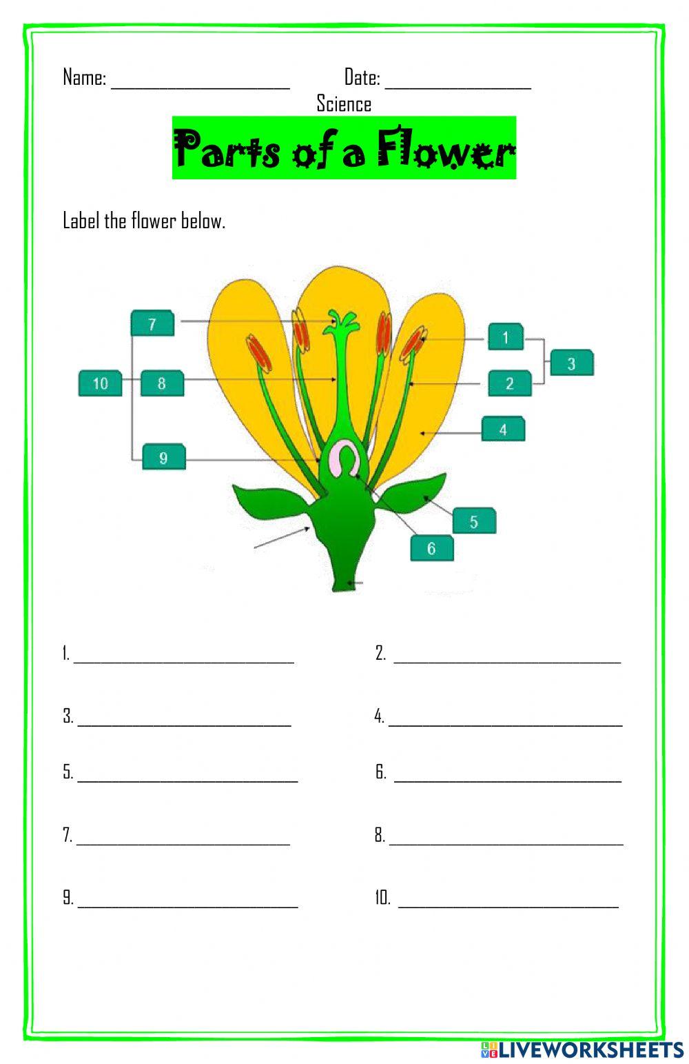 Parts Of A Flower For Kids 4th Grade