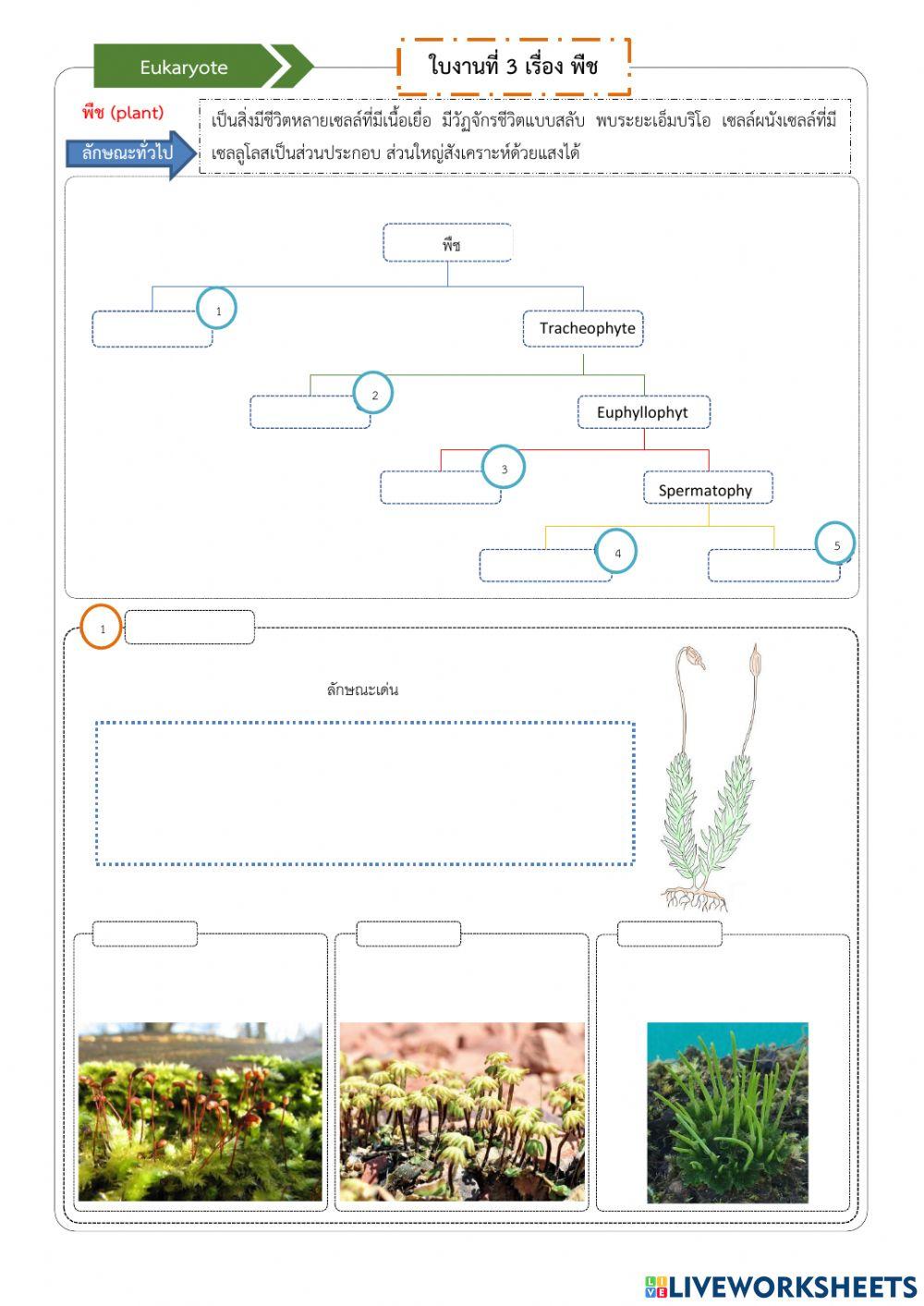ใบงานที่ 3 เรื่องพืช