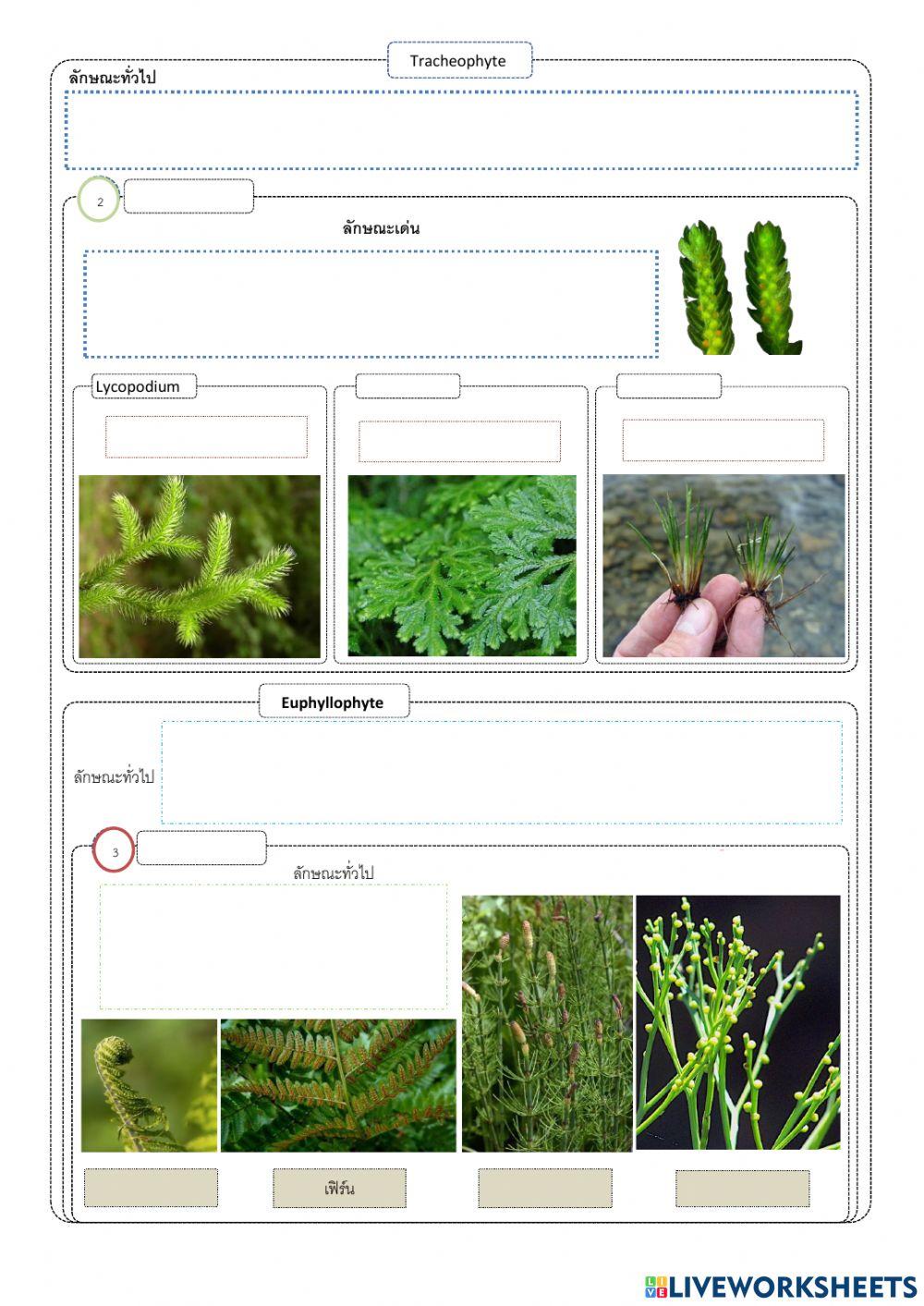 ใบงานที่ 3 เรื่องพืช