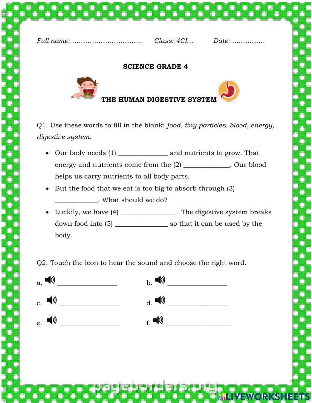 Week 14. Digestive system