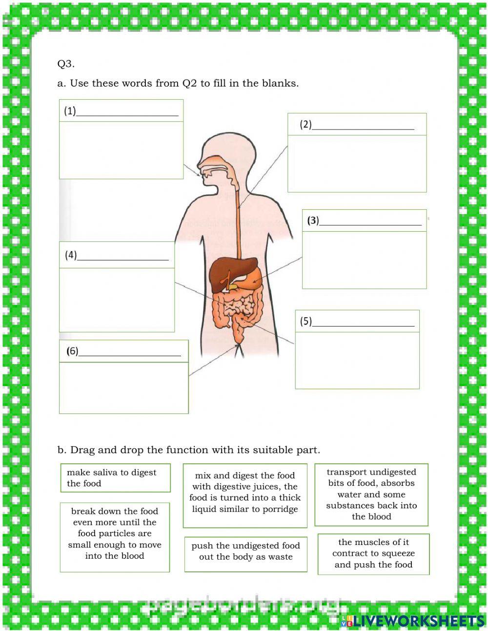 Week 14. Digestive system