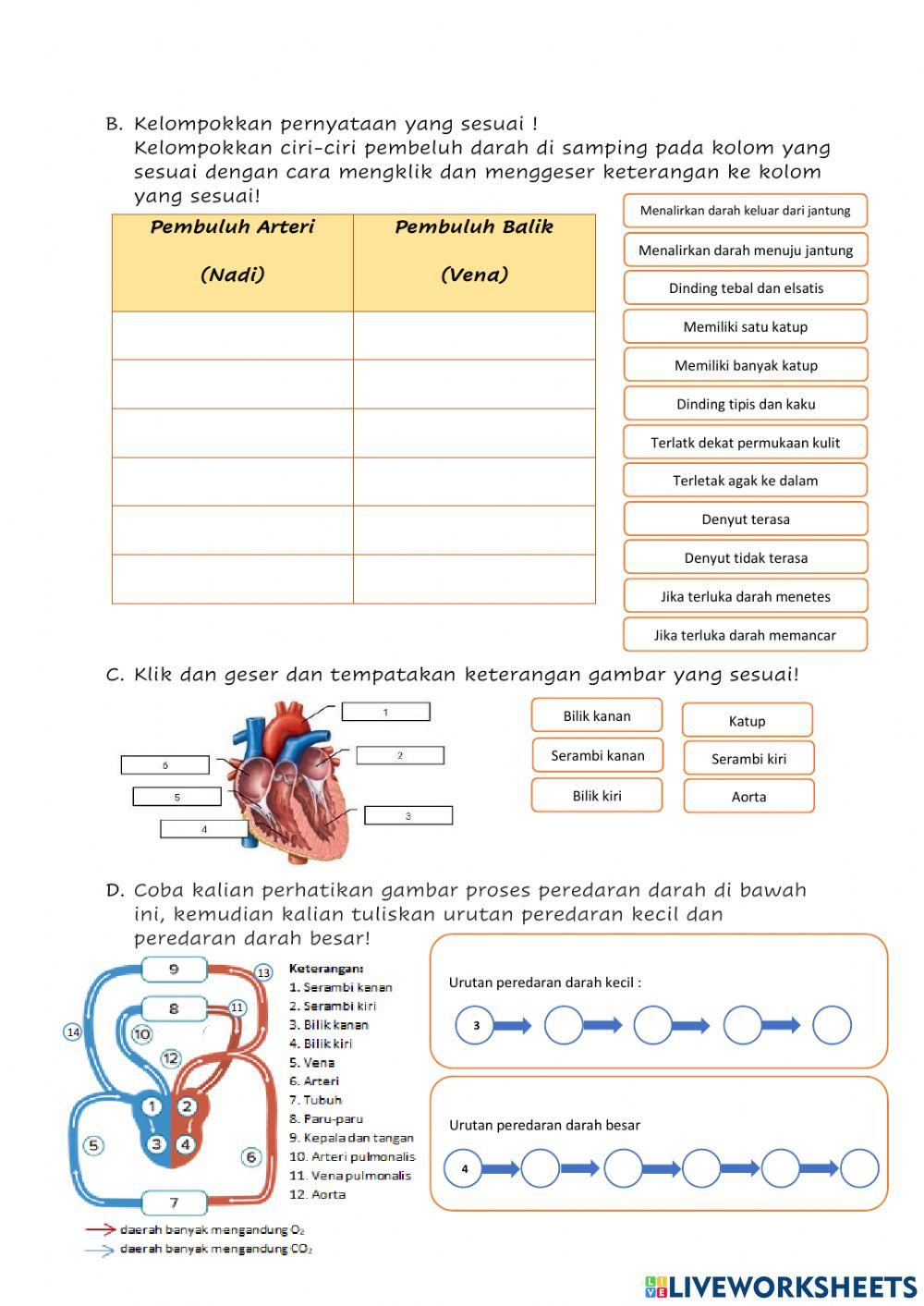 LKPD Peredaran Darah Manusia