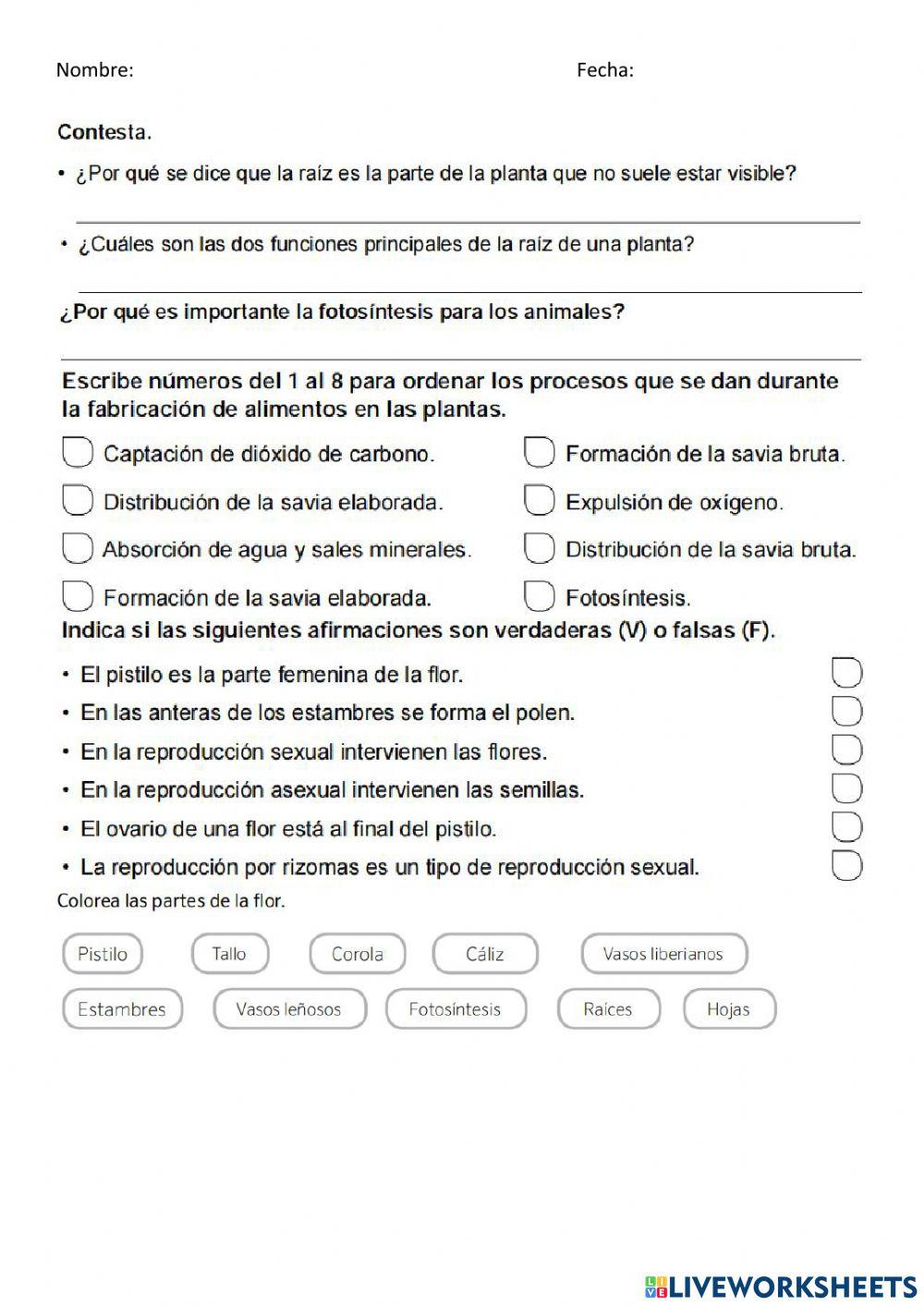 Actividades plantas 4º primaria