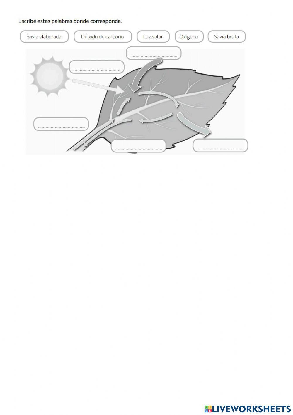 Actividades plantas 4º primaria