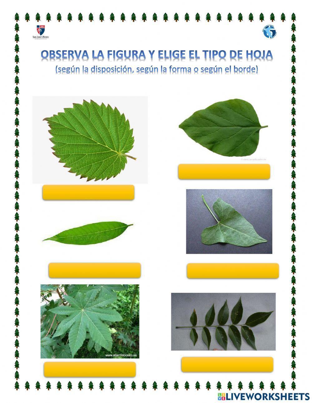 Tipos de hojas