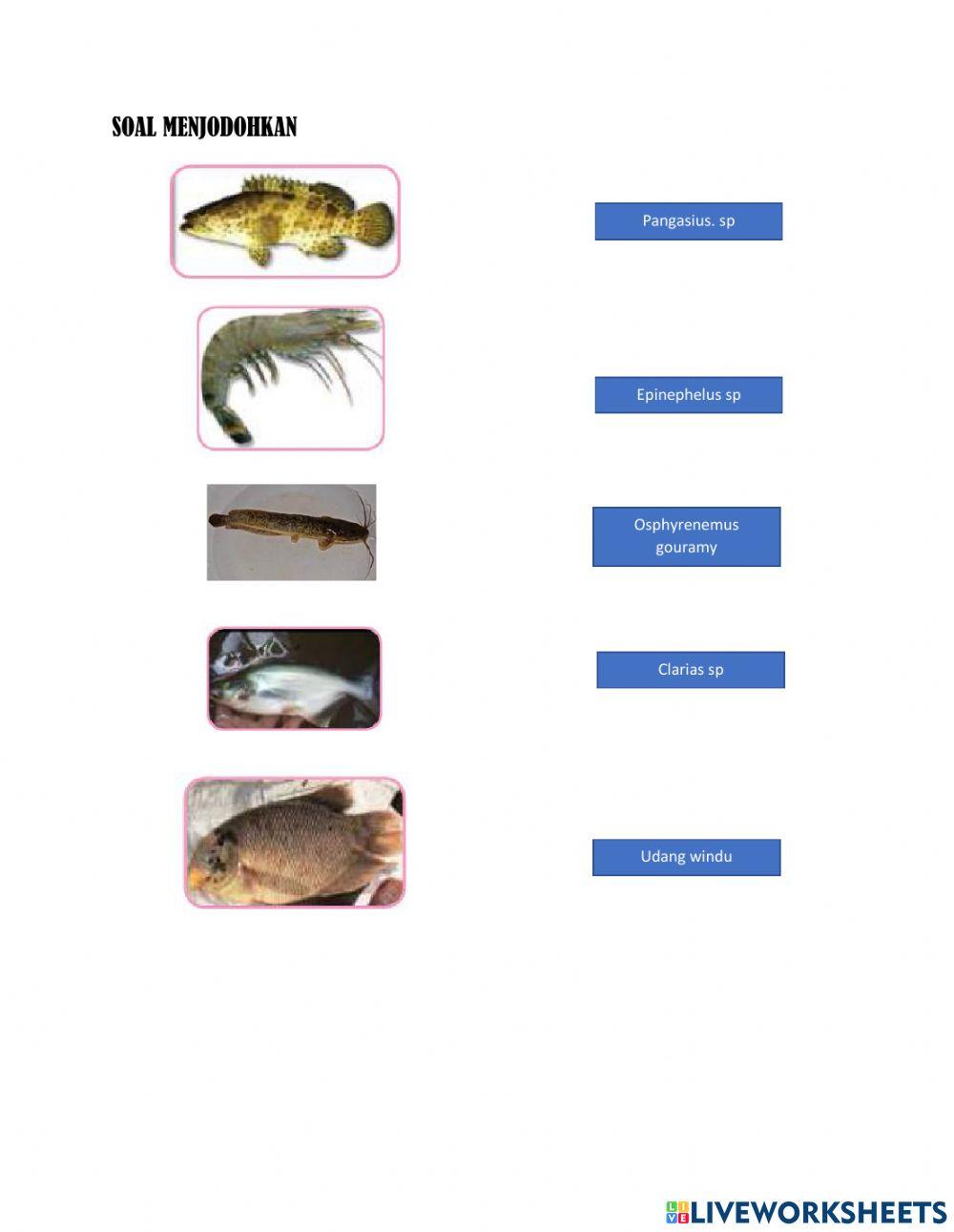 LKPD Prakarya Budidaya Kelas 9