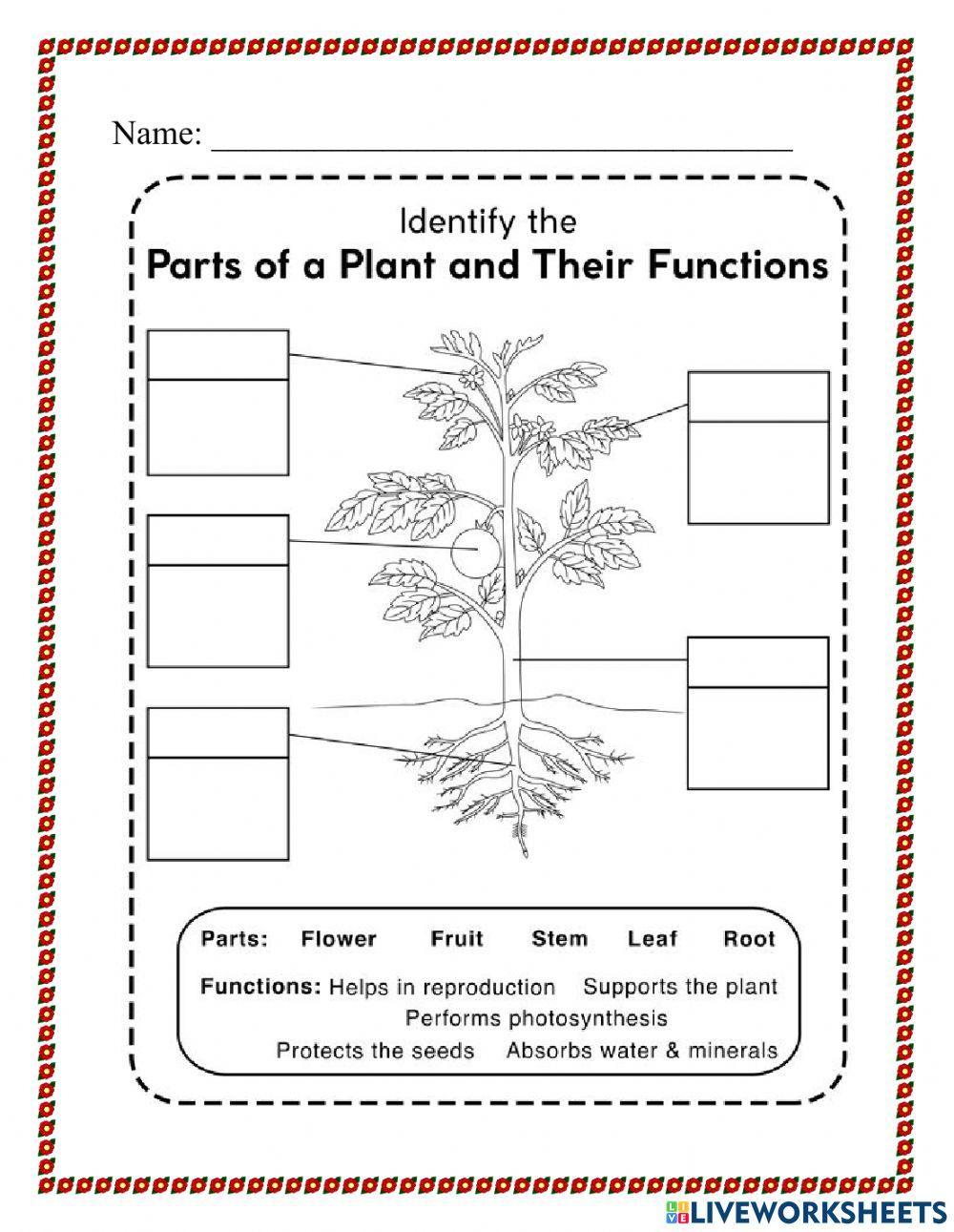 Functions of Parts of the Plant