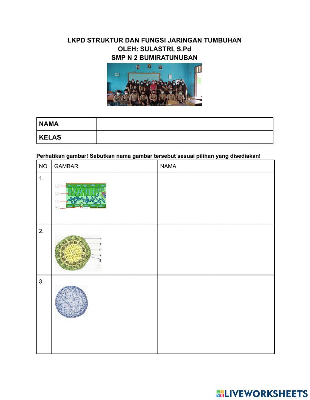 Struktur dan fungsi jaringan tumbuhan