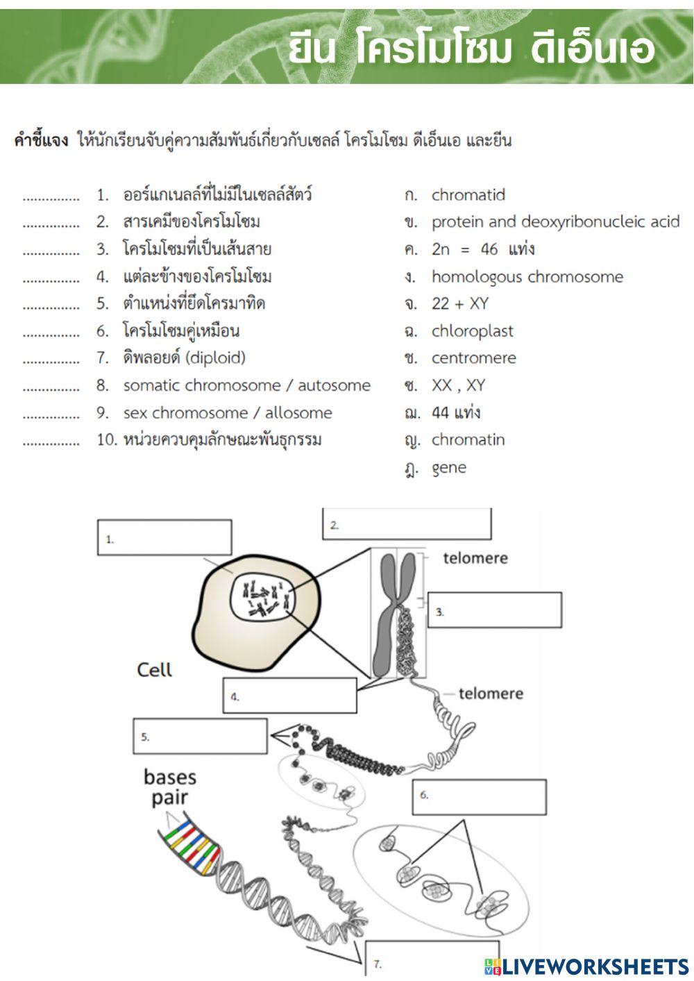 โครโมโซม1