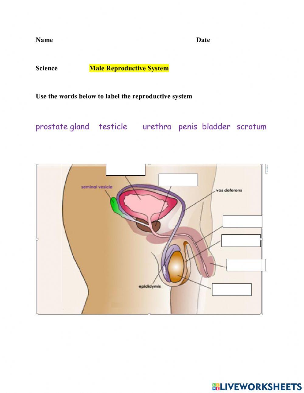 Science- Male Reproductive System