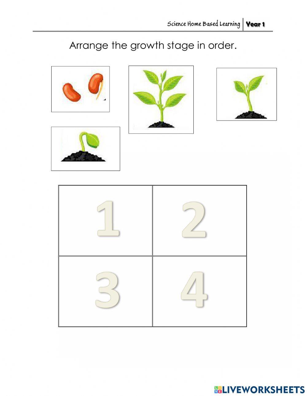 How a plant grows 1646514 Teacher_SRHD Live