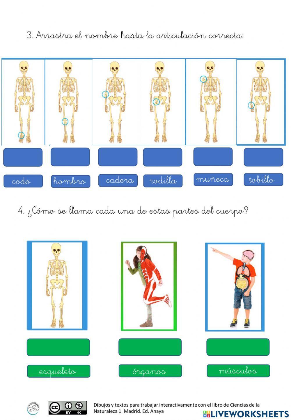 Cómo somos por dentro