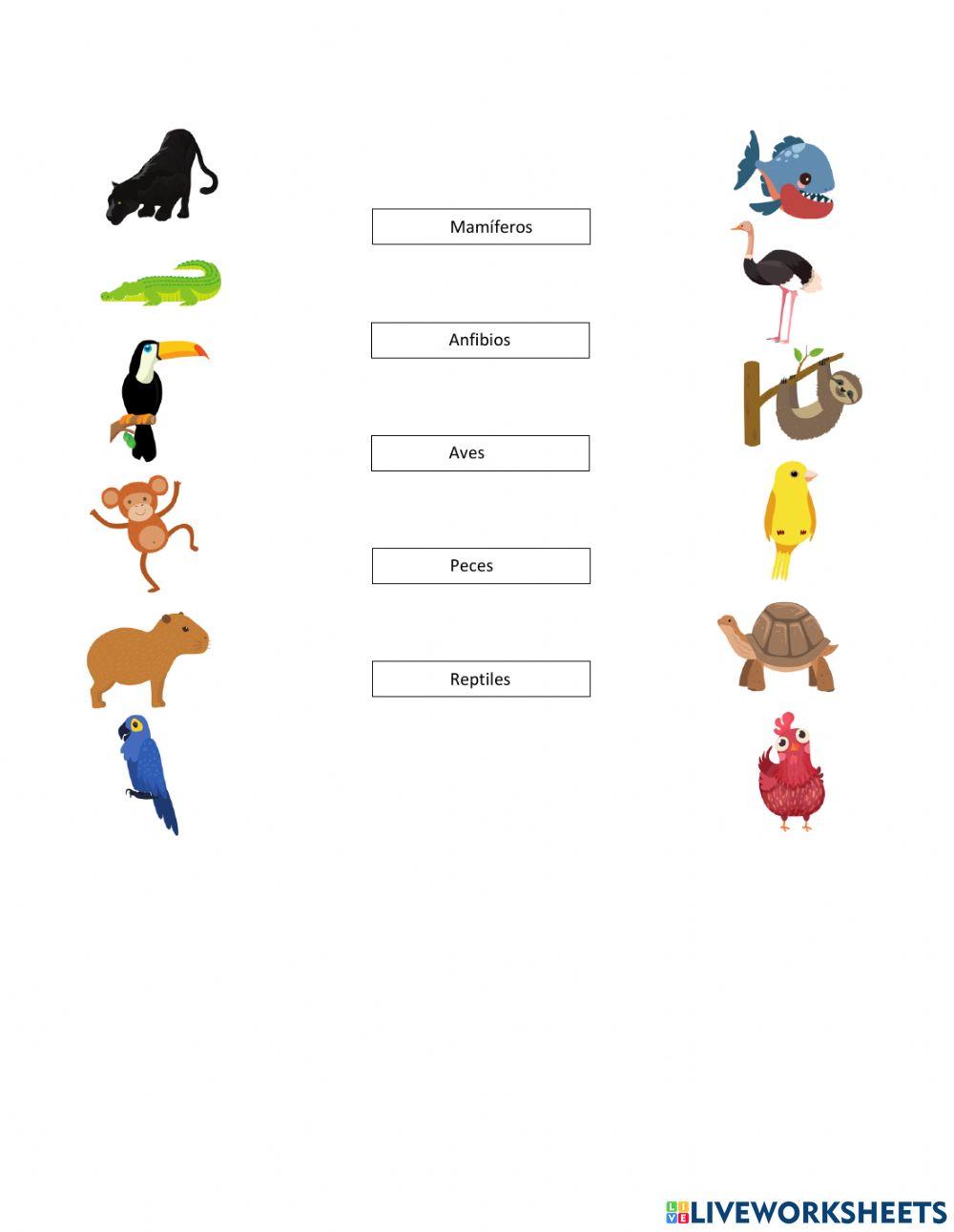 Clasificación animales