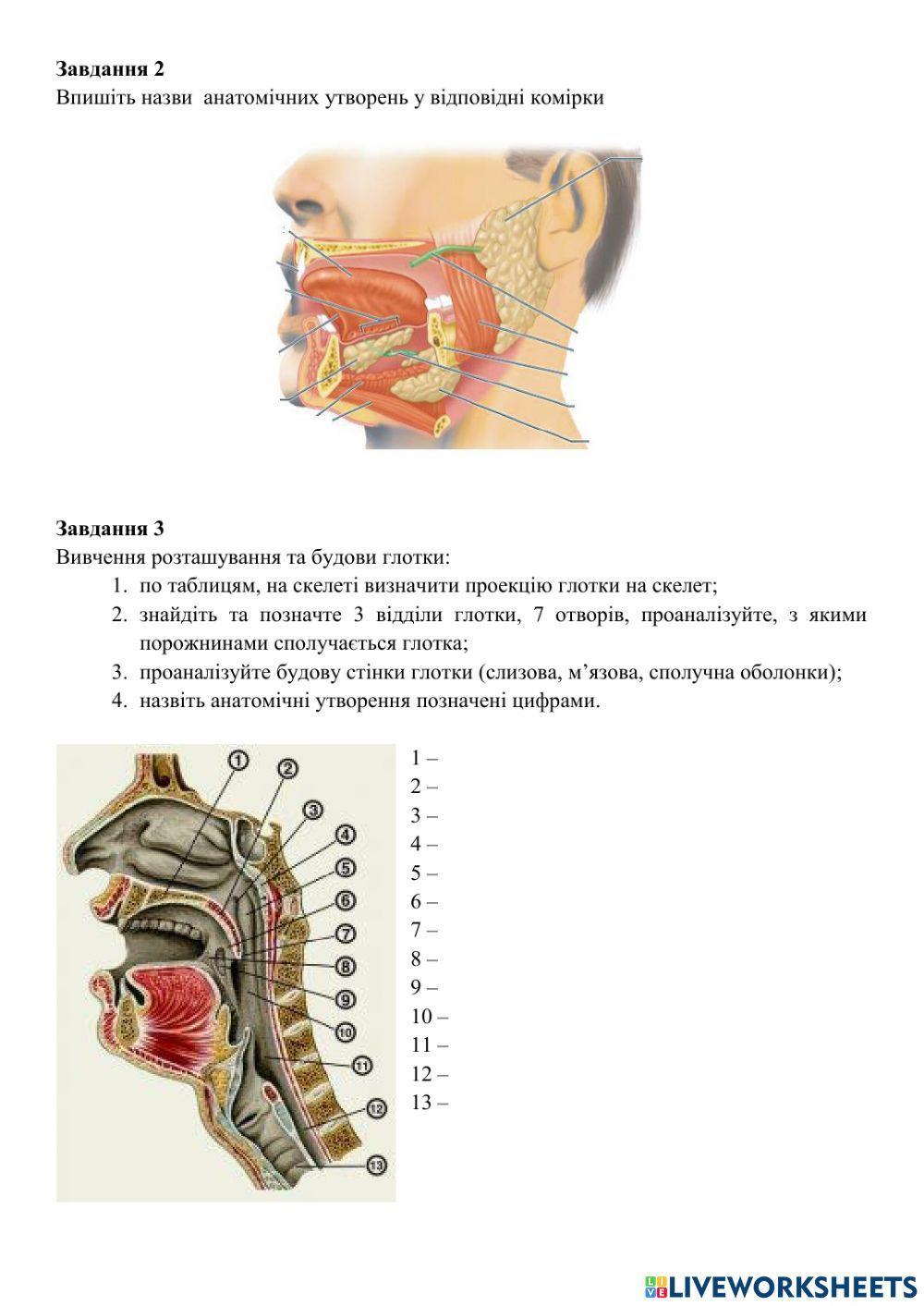 Анатомія травного каналу