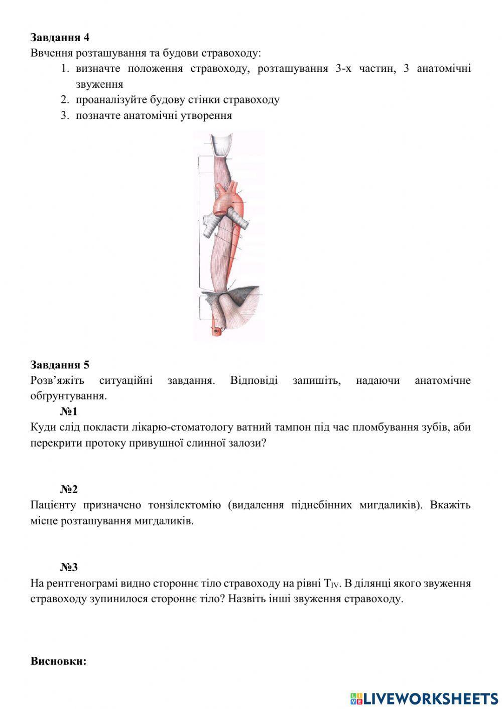 Анатомія травного каналу