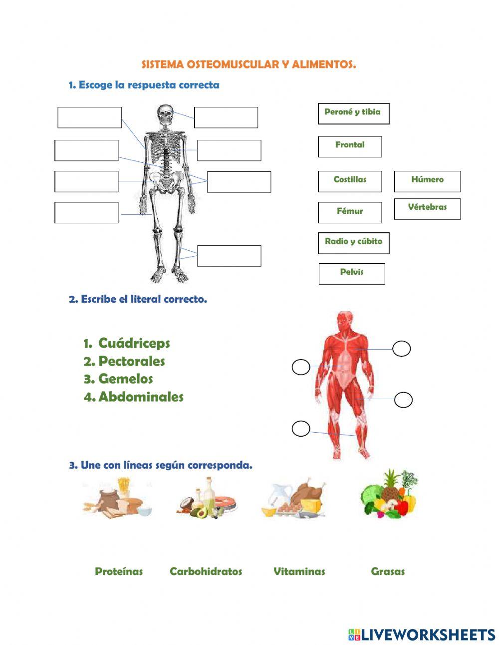 Sistema Osteomuscular
