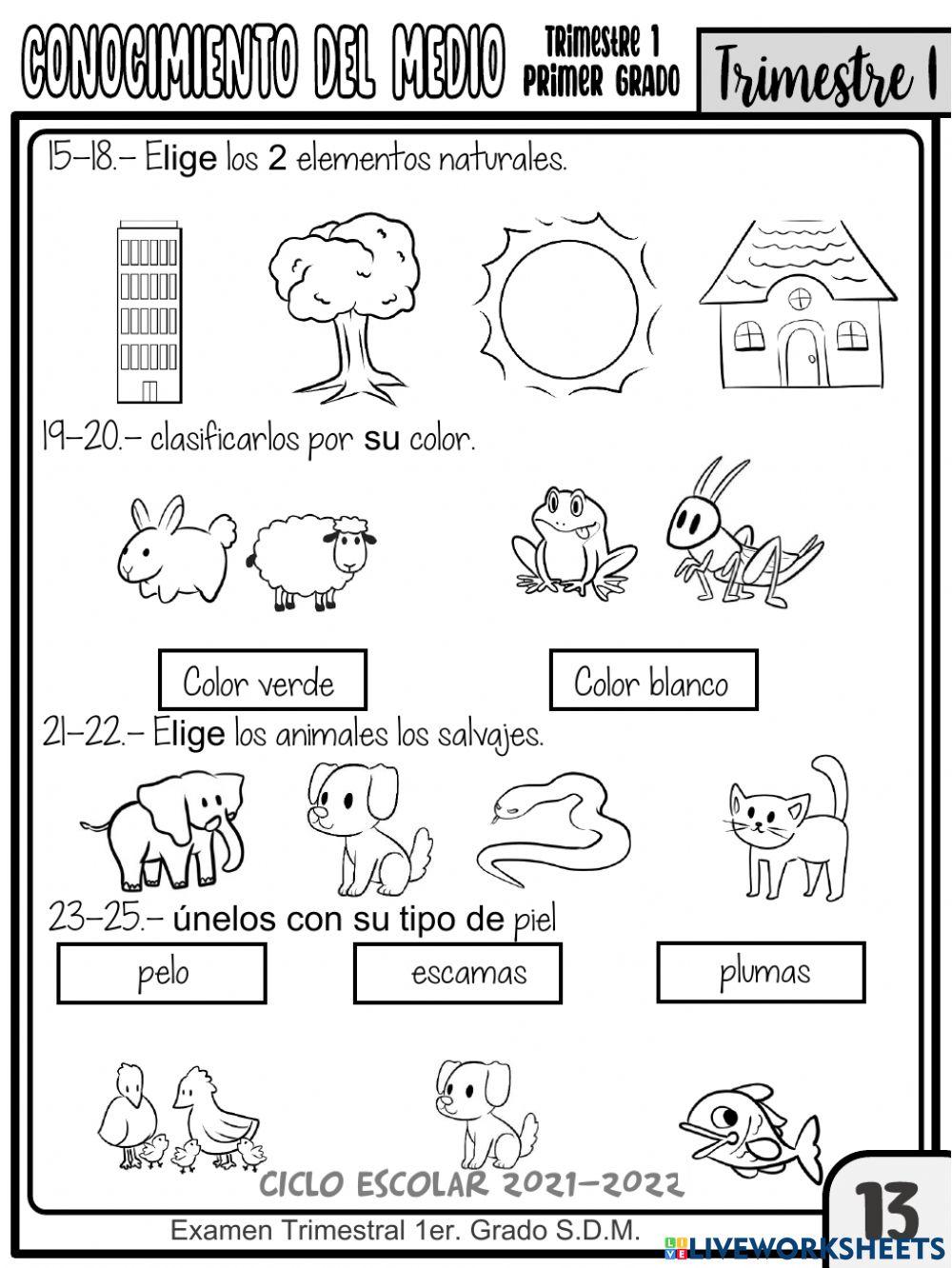 EXAMEN 1ER. TRIMESTRE CONOCIMIENTO DEL MEDIO 1ER.GRADO