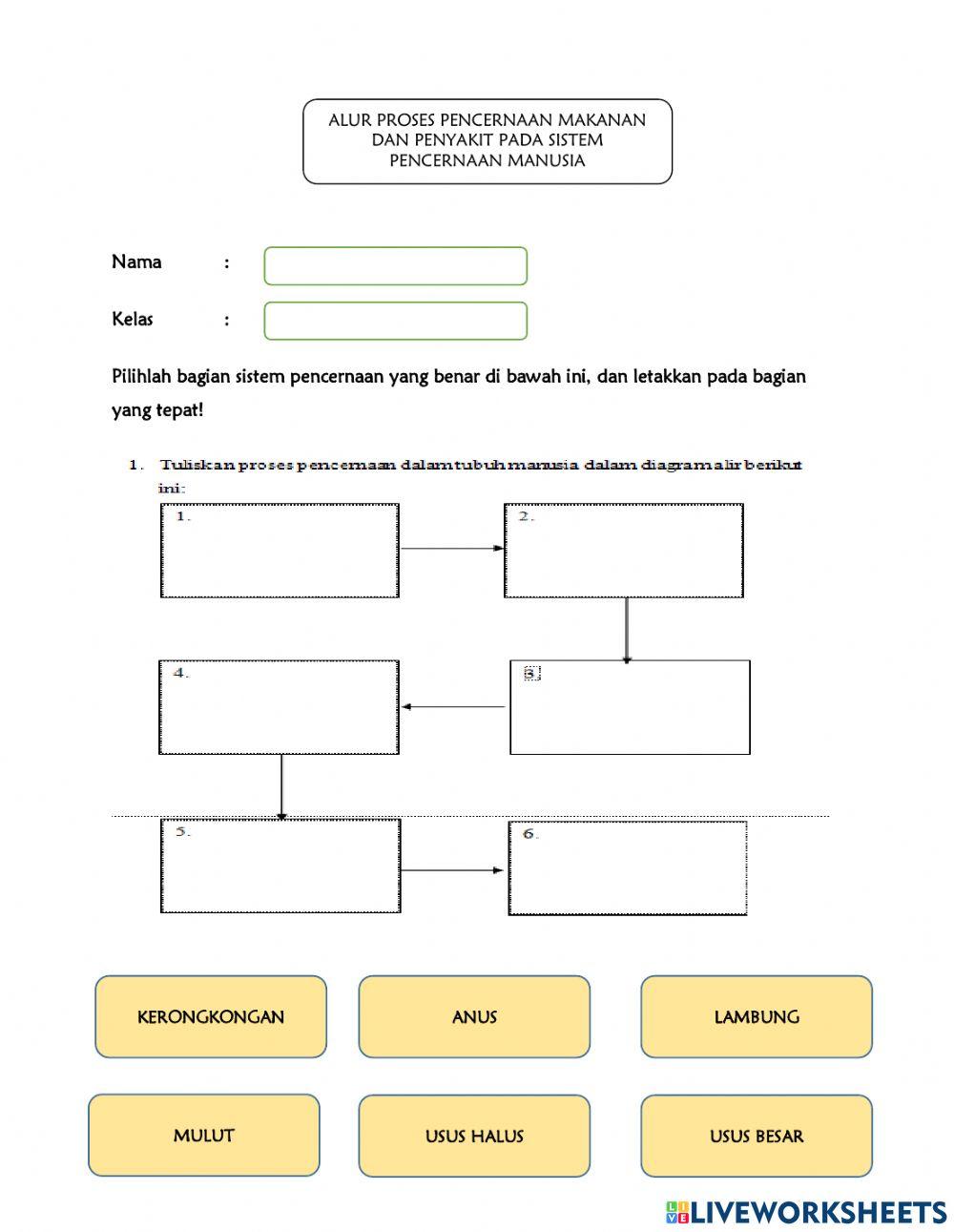 Sistem pencernaan manusia