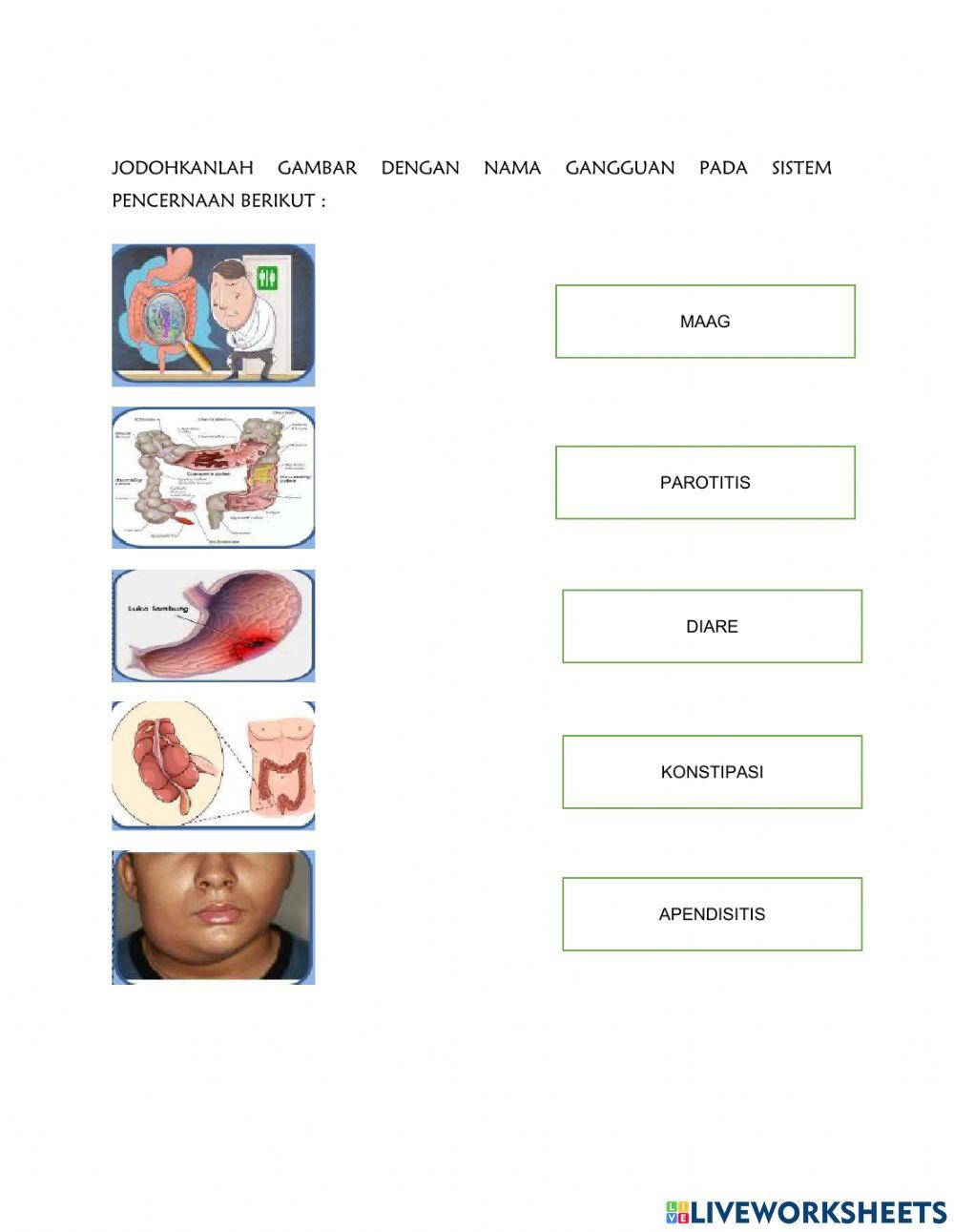 Sistem pencernaan manusia