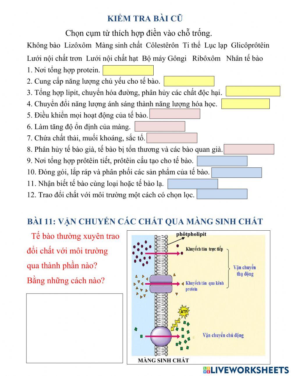Bài 11.sinh 10. Vận chuyển các chất qua màng sinh chất