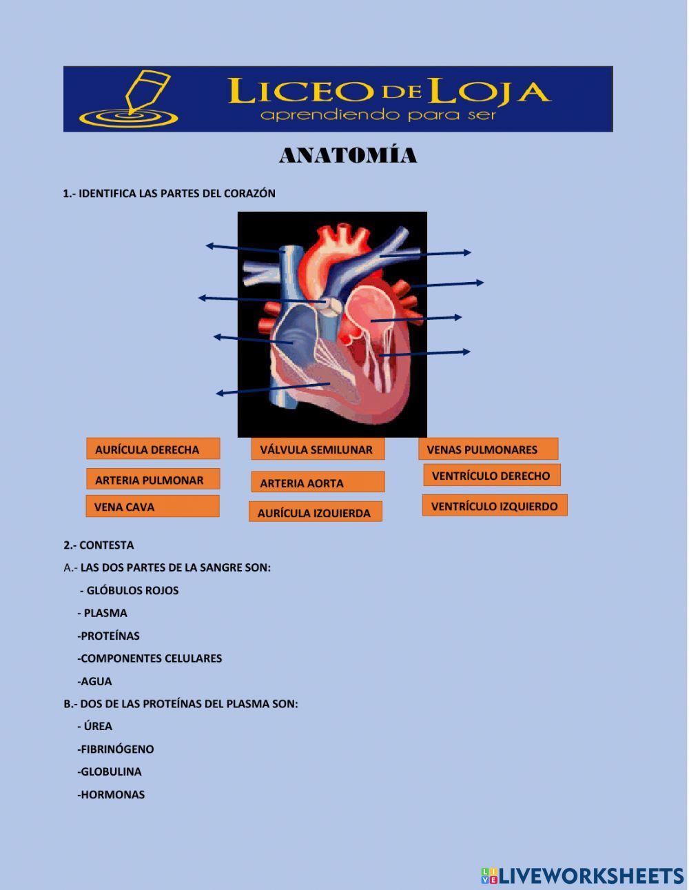 Sistema circulatorio