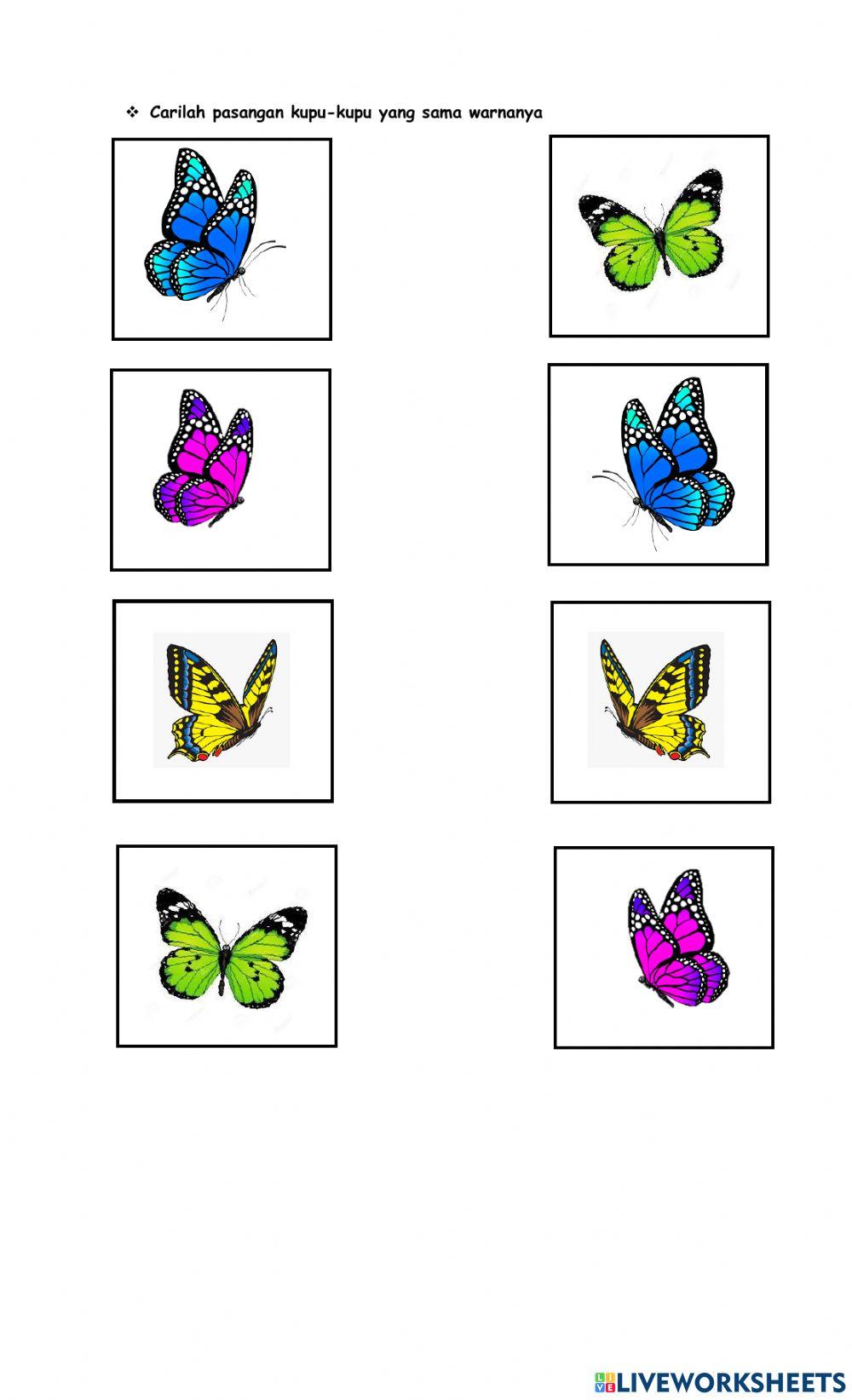 Metamorphosis Kupu-kupu