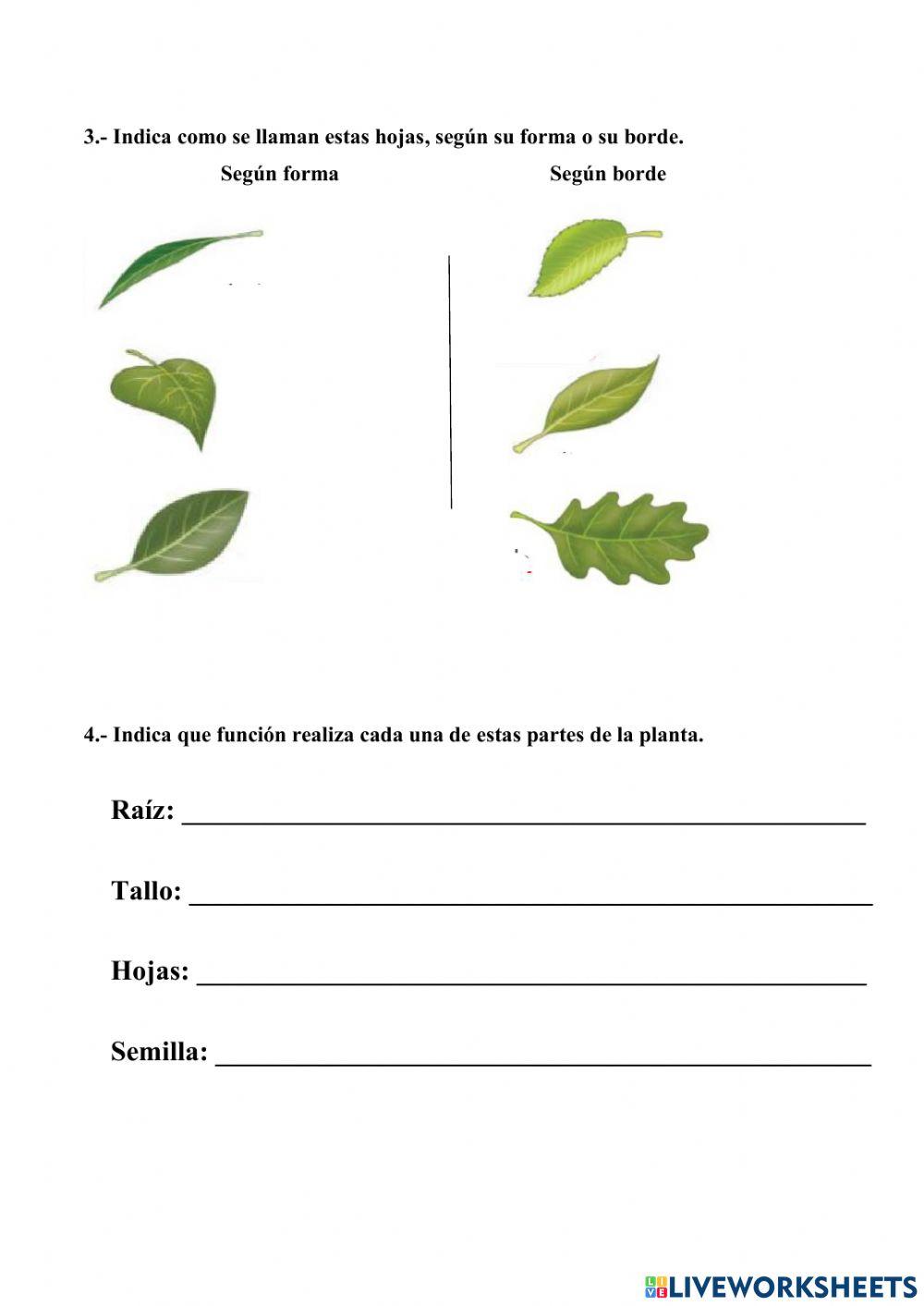 Las plantas