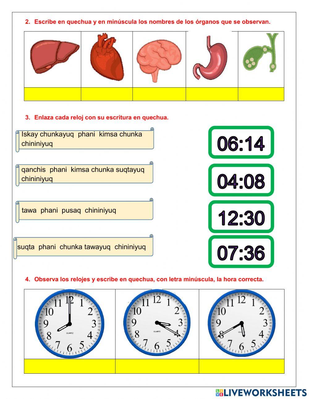 Evaluación órganos y la hora