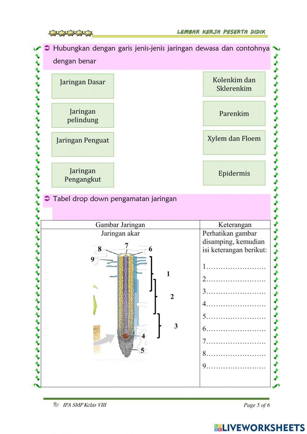 Struktur dan Fungsi Tumbuhan
