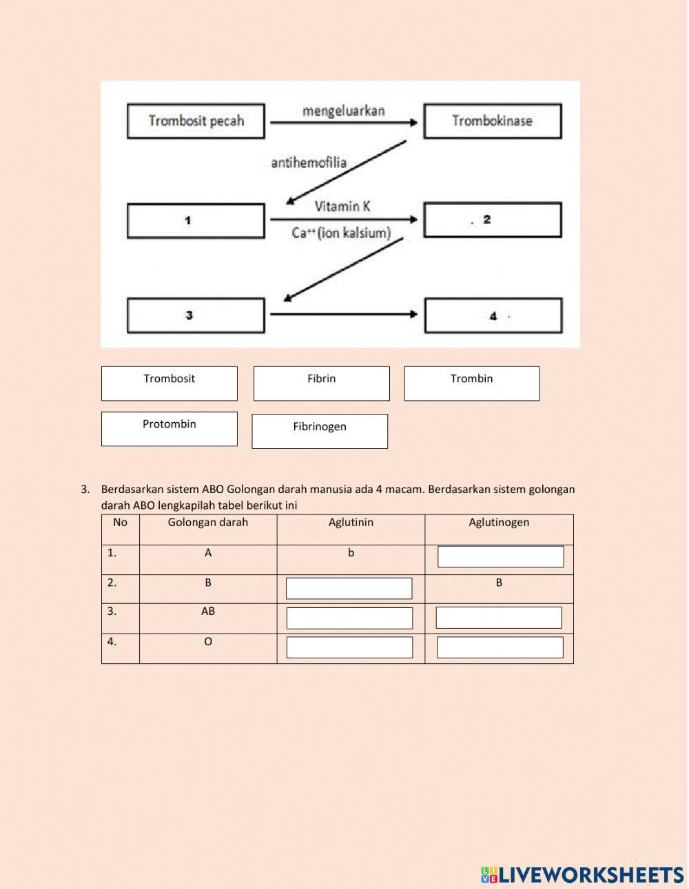 LKPD Sistem Sirkulasi Pada Manusia