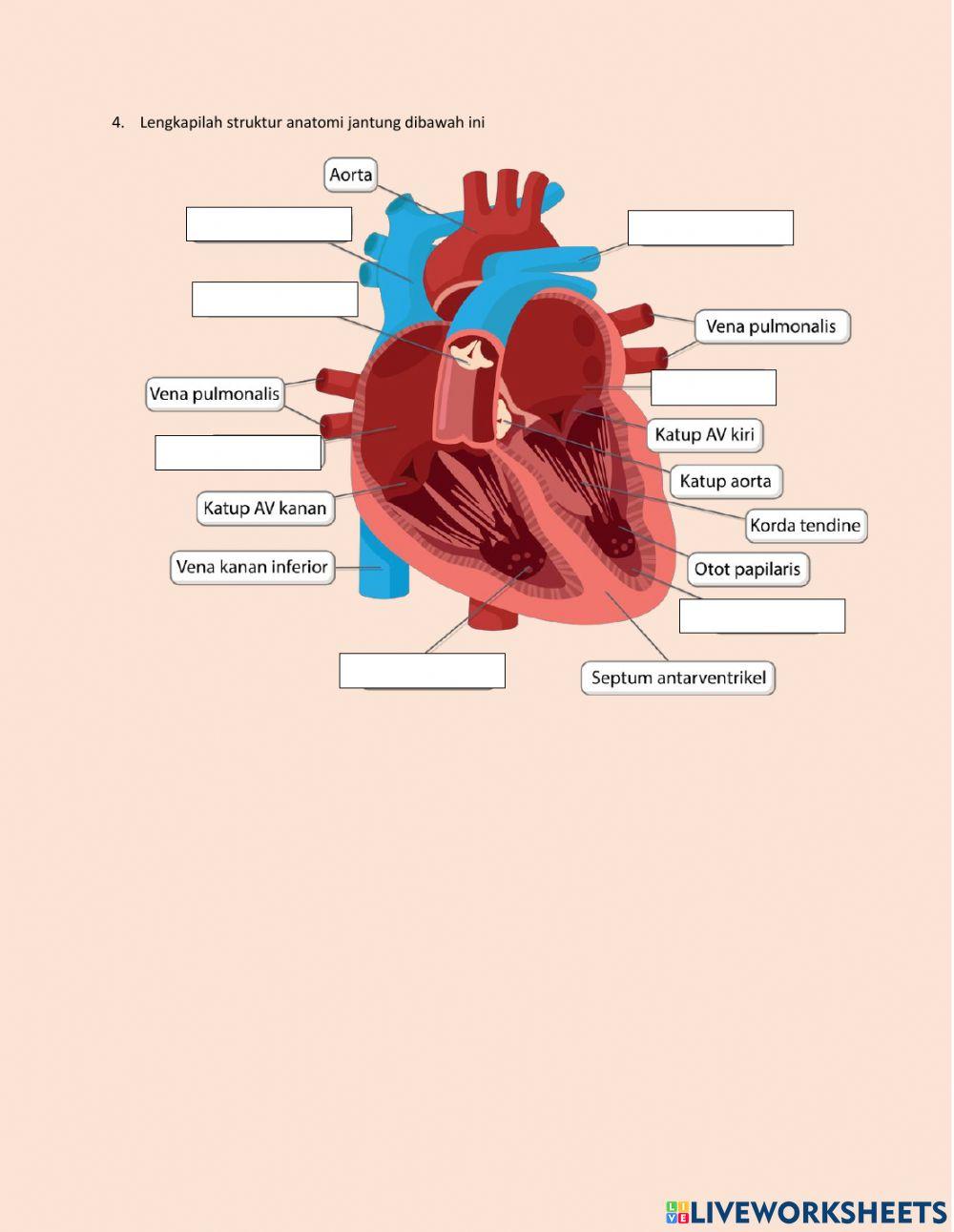 LKPD Sistem Sirkulasi Pada Manusia