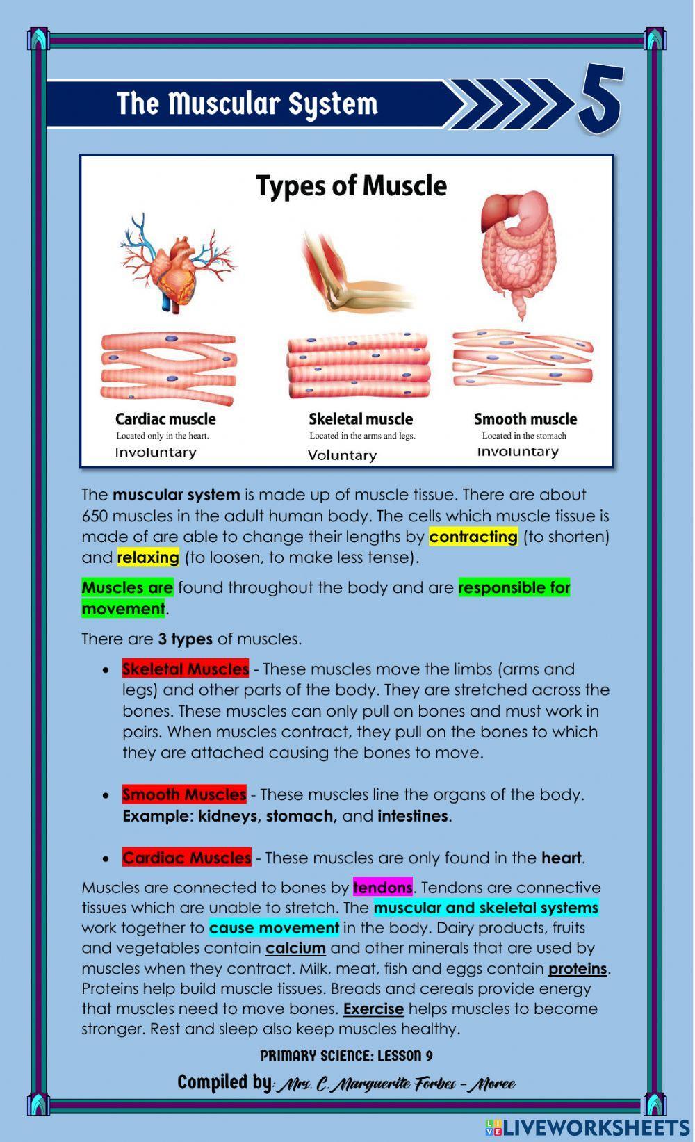 The Muscular System The Muscular System