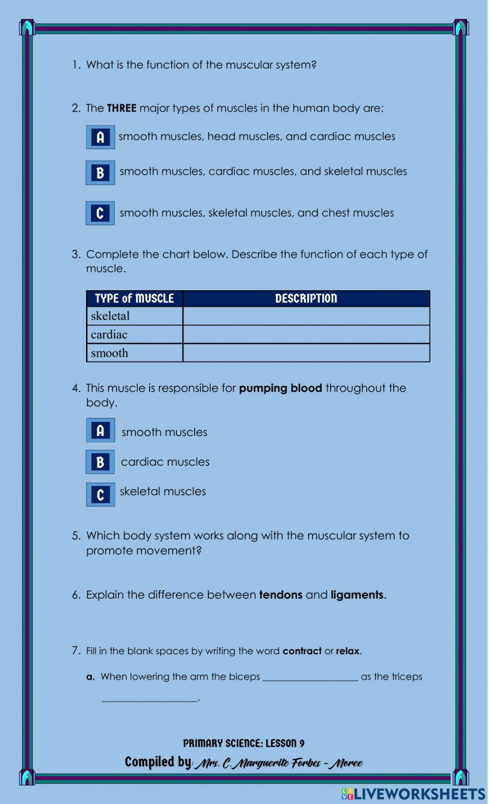 The Muscular System The Muscular System
