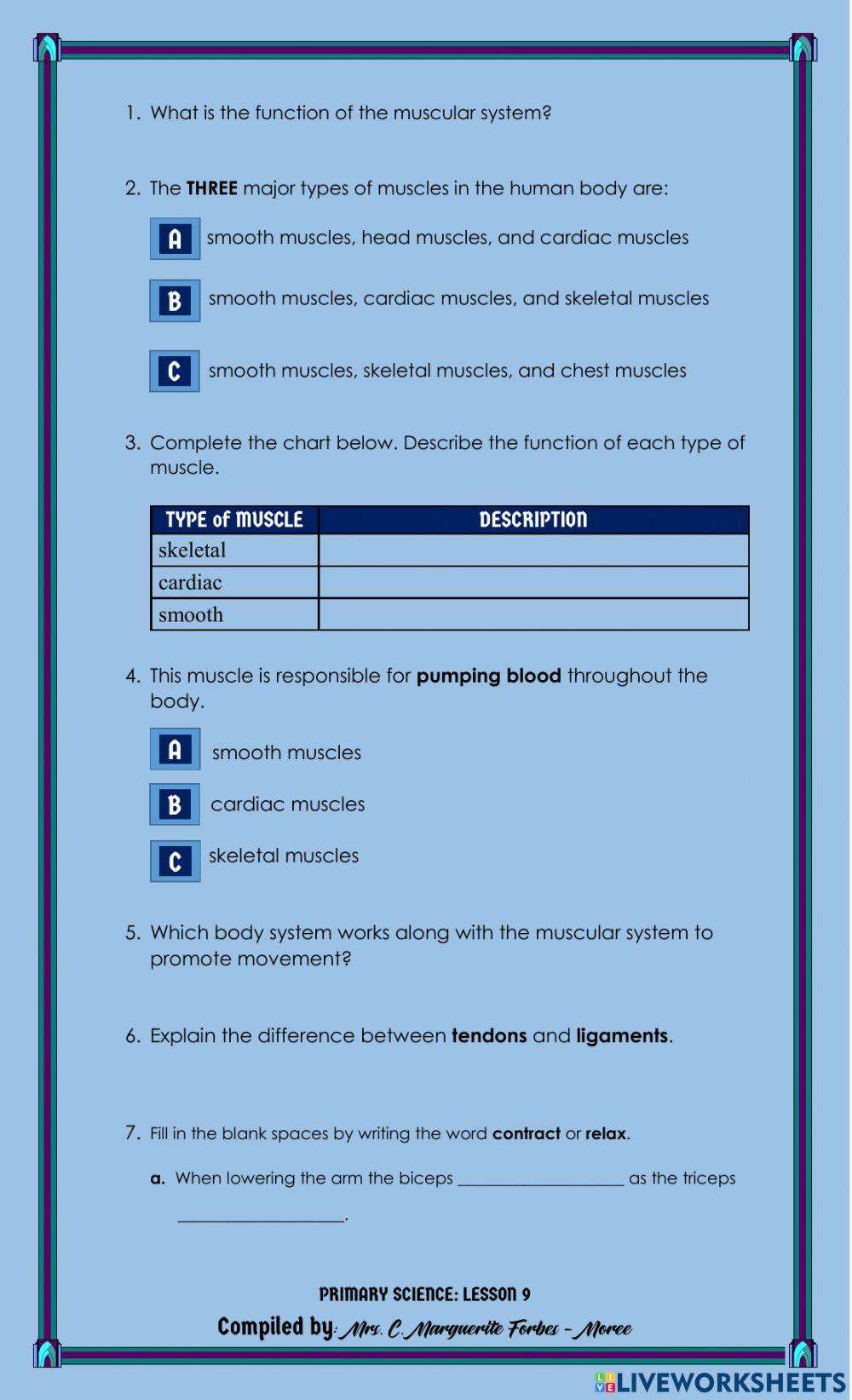 The Muscular System