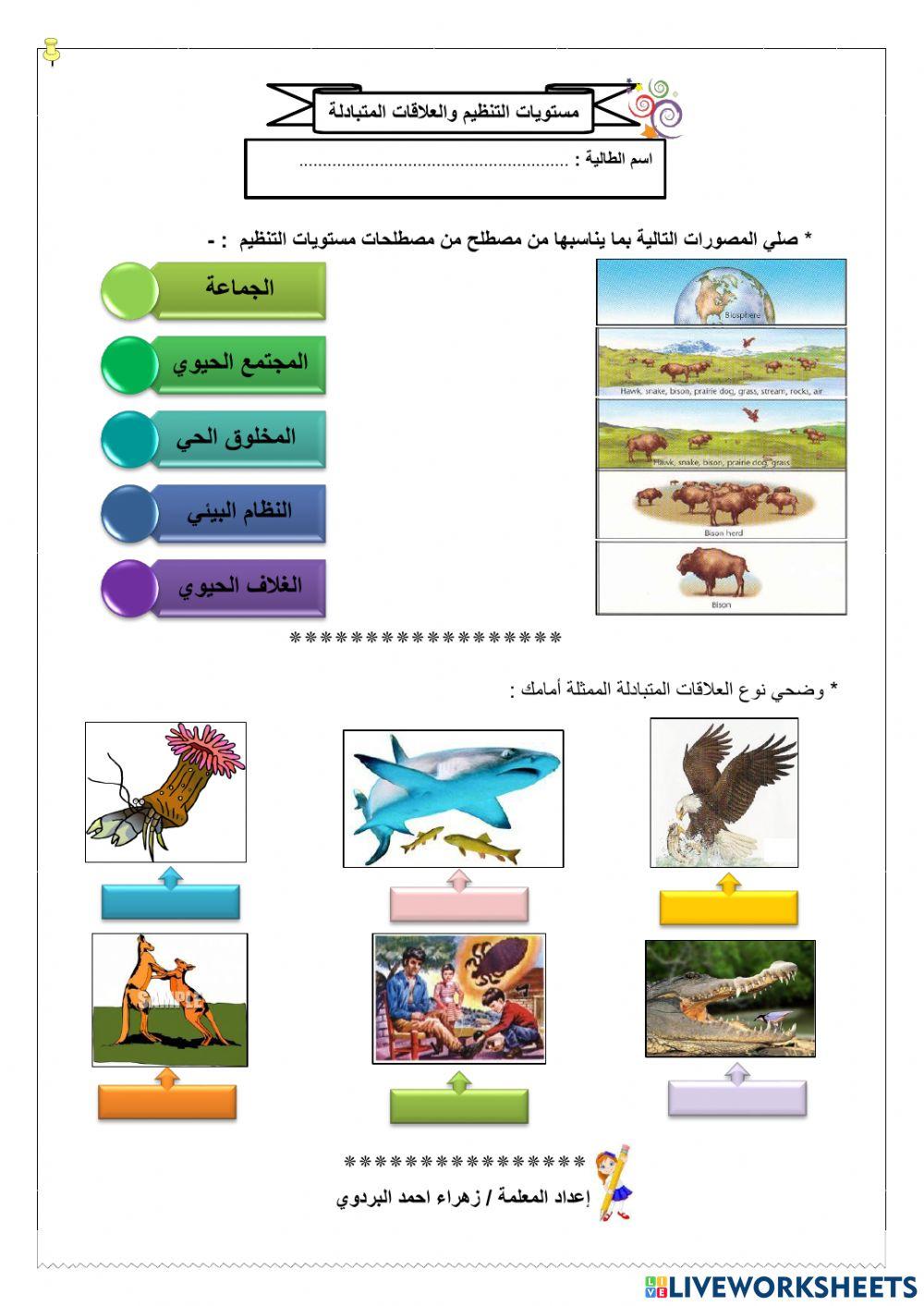 مستويات التنظيم والعلاقات بين الكائنات الحية