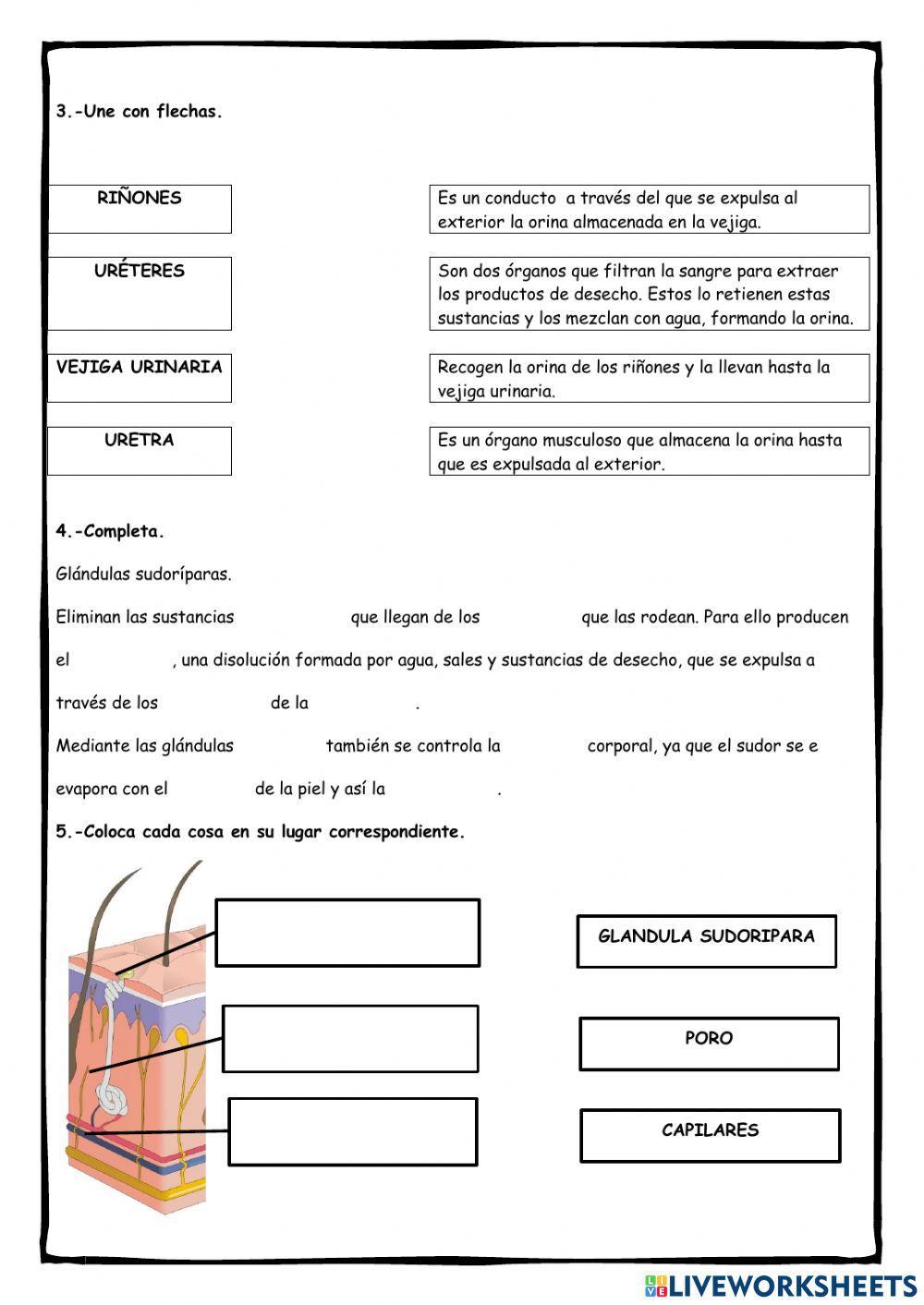 El aparato excretor El aparato excretor
