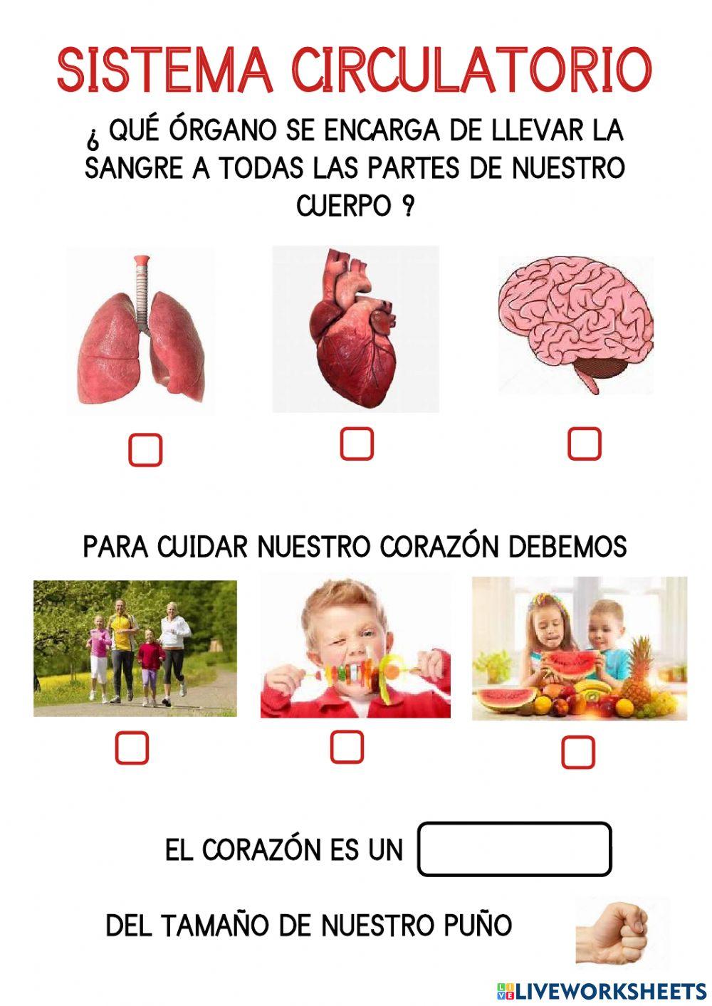 Sistema circulatorio