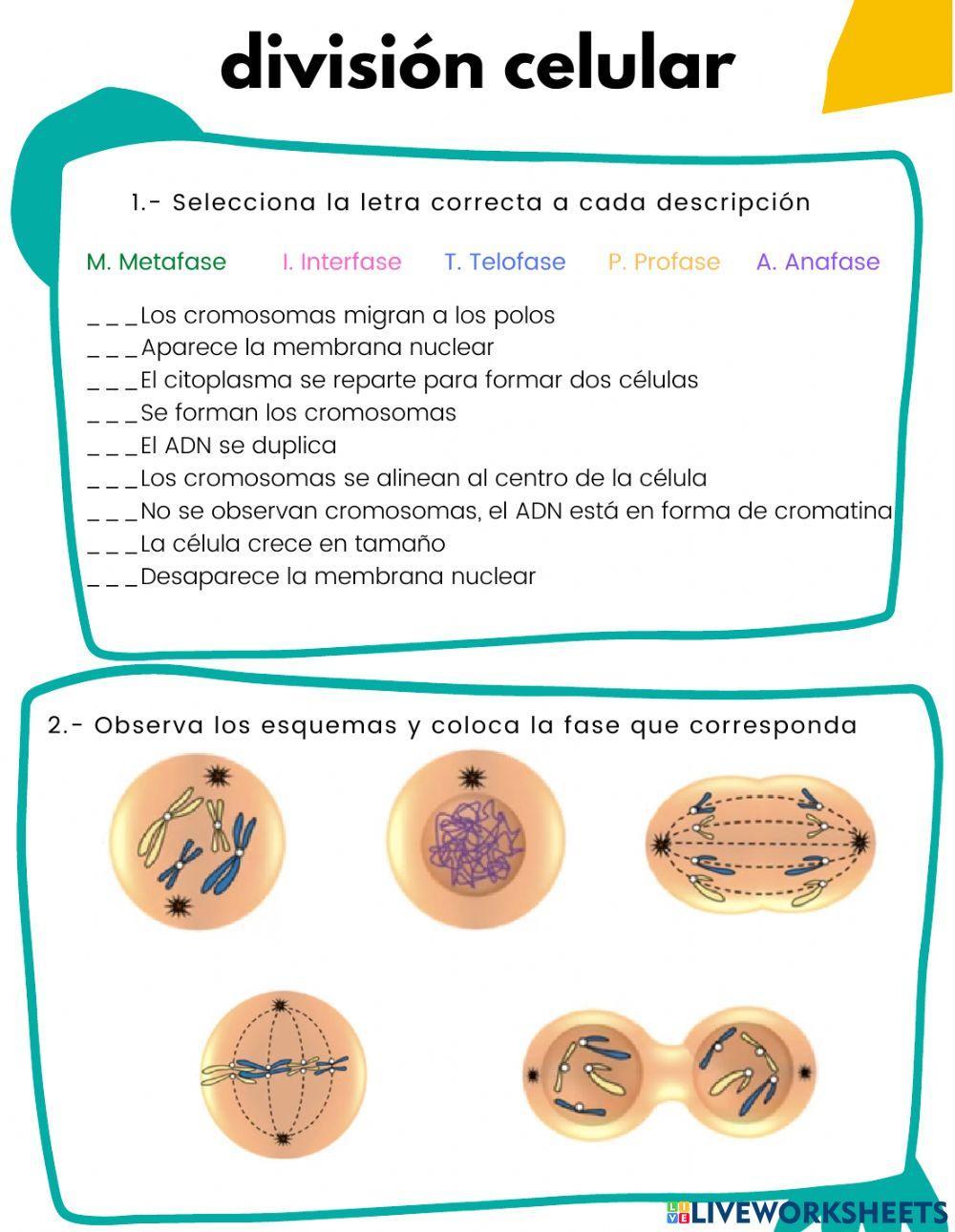 División celular: mitosis División celular: mitosis
