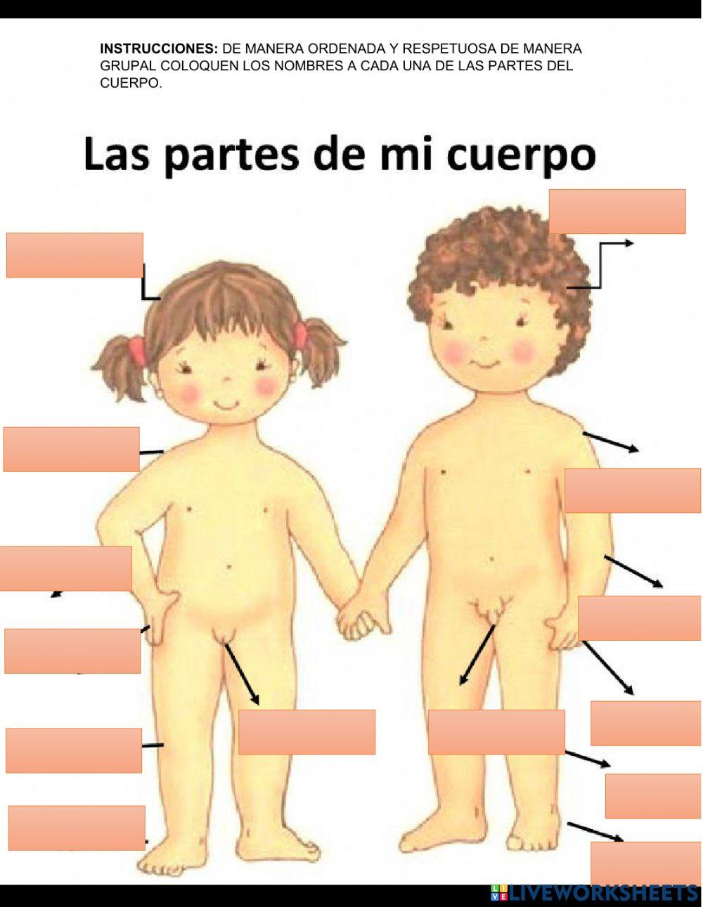 Partes del cuerpo
