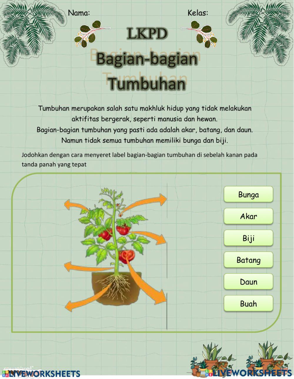 Struktur Bagian-Bagian Tumbuhan