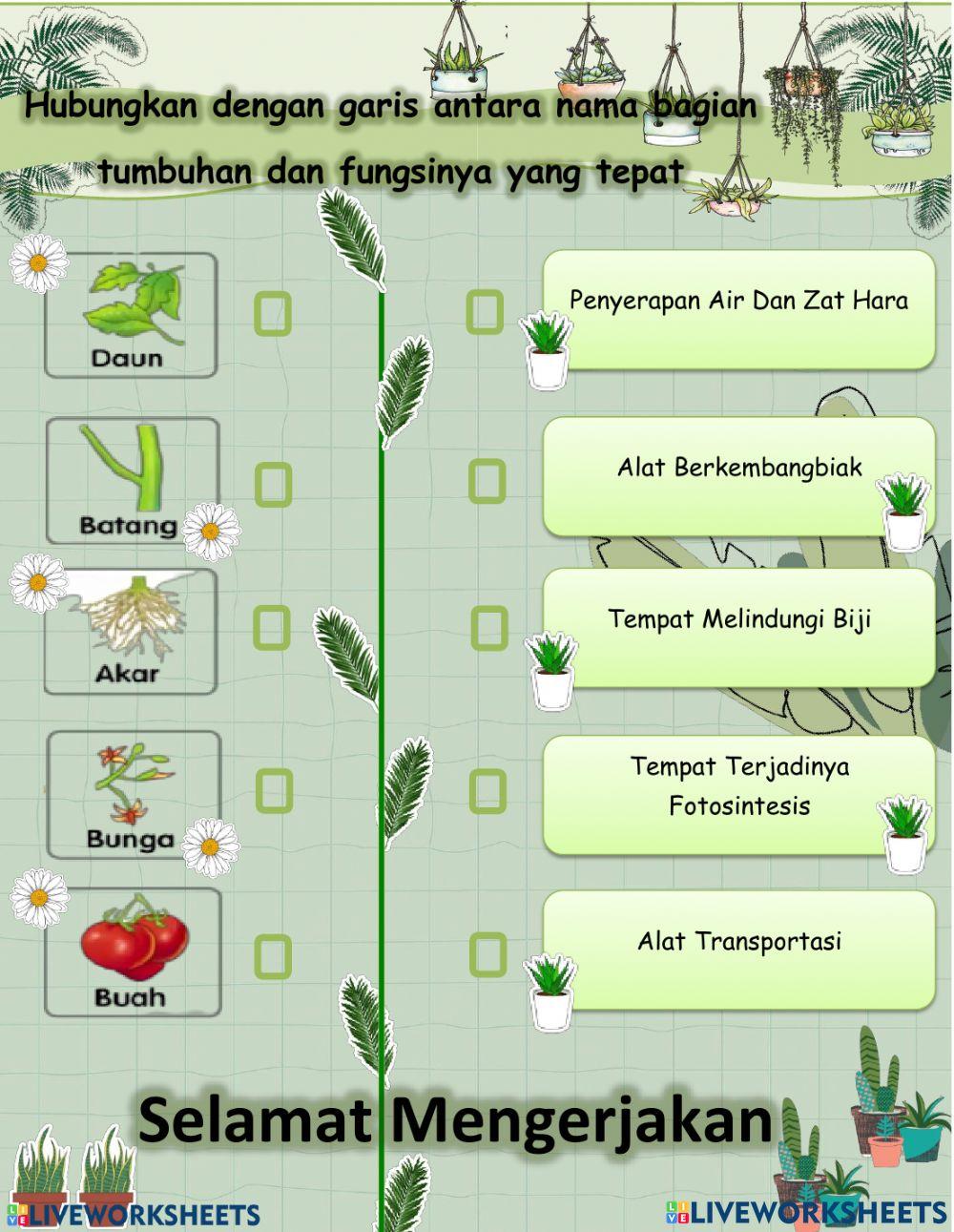 Struktur Bagian-Bagian Tumbuhan