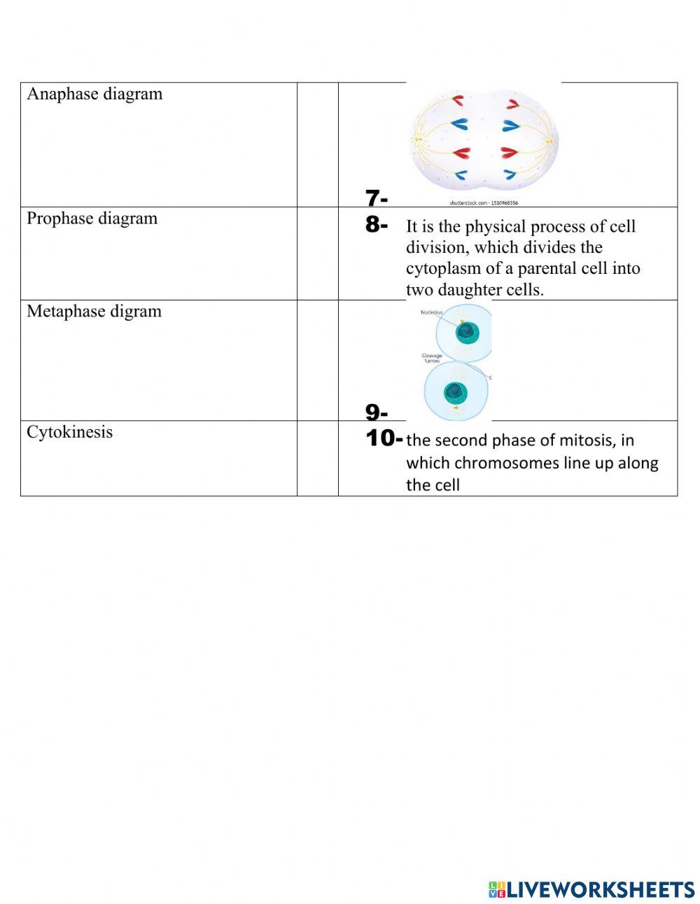 cell cycle online exercise for Biology Diagrams