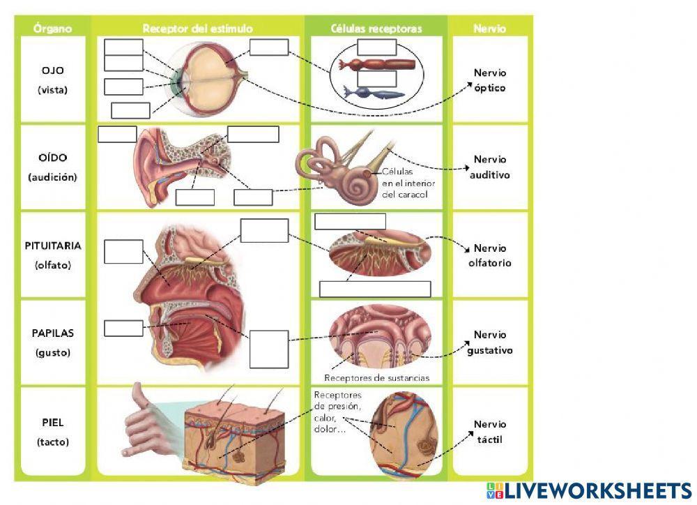 Órganos receptores